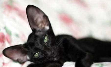 东方猫拉肚子的原因及处理方法