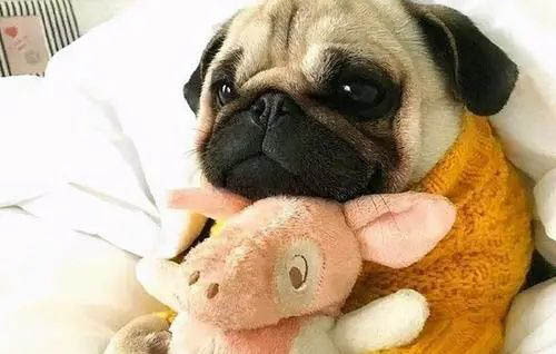 巴哥犬受凉的症状有哪些