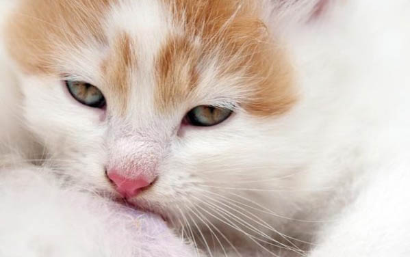 小猫咪吐水的原因及处理方法