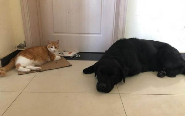 猫咪打喷嚏但是吃喝正常