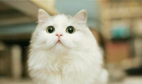 饲养布偶猫的注意事项有哪些呢