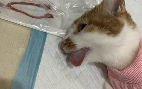 如何跟猫咪交流