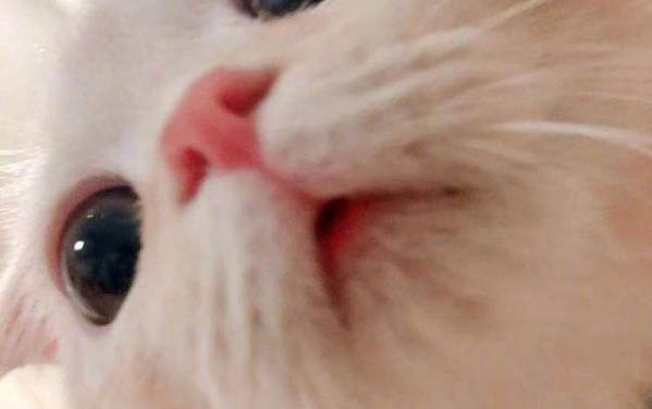 小猫想念猫妈妈的表现有哪些