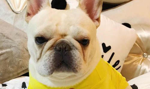 英国斗牛犬呕吐白沫的原因及处理方法