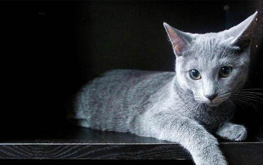 母猫一次生几只小猫