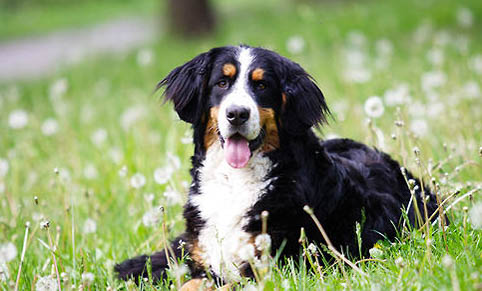 伯恩山犬如何饲养