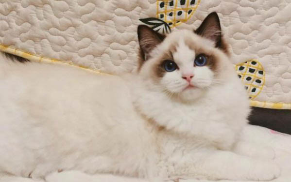 猫中毒能自愈吗