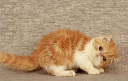 加菲猫为什么总是爱流眼泪？