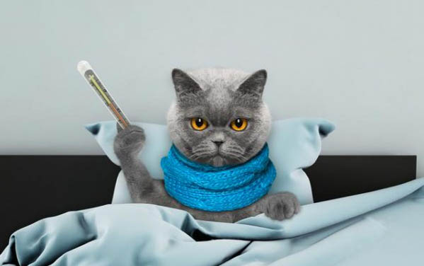 小猫呕吐拉肚子吃什么药才能好