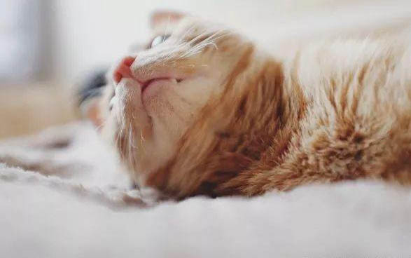 小猫和母猫分开后还认识吗
