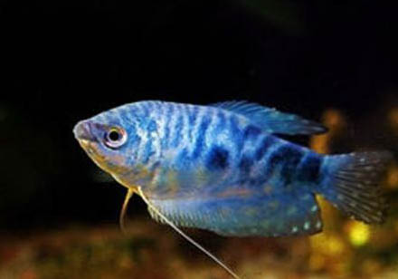 蓝星鱼繁殖方法?