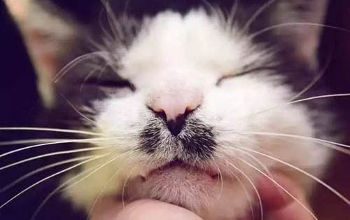 猫咪吐黄水还有泡沫怎么办