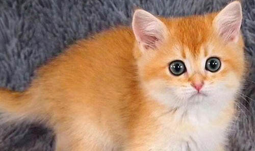 猫咪踩奶意味着什么