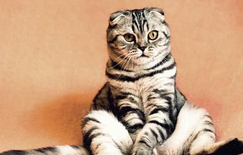 为什么折耳猫不能养？