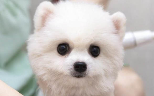 狗狗肝脏不好的症状