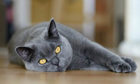 猫为什么喜欢踩奶?