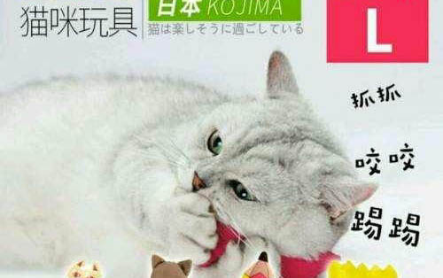 有哪些猫咪是身上味道很重的