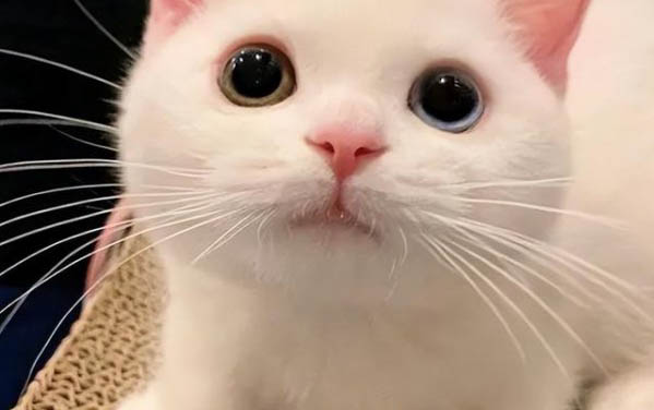 小猫没驱虫可以睡床上吗?