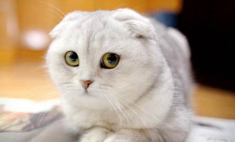 折耳猫怎么养折耳猫的注意事项