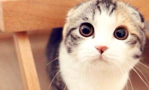 猫鼻子有黑色斑块