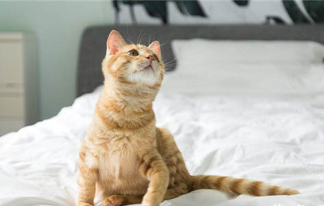 猫咪一直发出呼噜呼噜的声音是怎么回事?