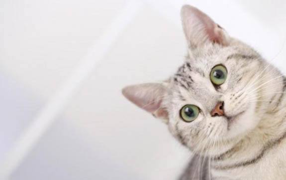 一个月的小猫怎么分辨公母
