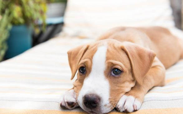 为什么狗狗得了慢性鼻炎