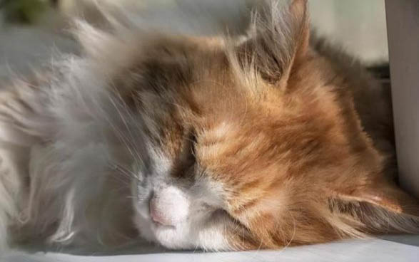 被猫抓伤多少天过危险期?