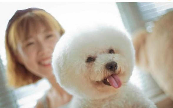 比熊犬和泰迪哪个好养