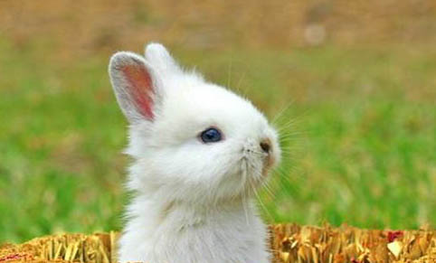 母兔子拔毛后多久生产？
