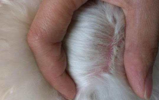 狗狗得了副流感不吃饭怎么办
