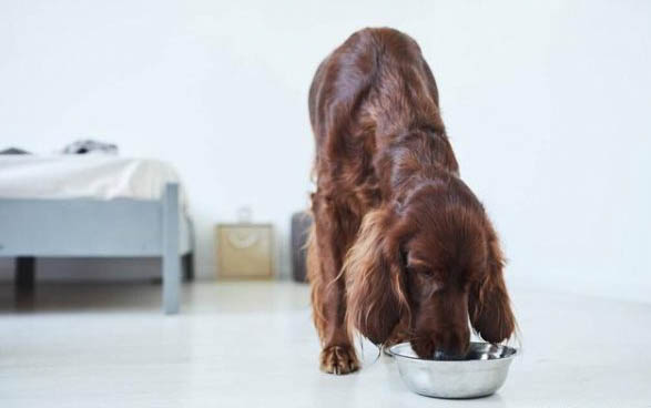 小型犬狗粮可以给大型犬吃吗