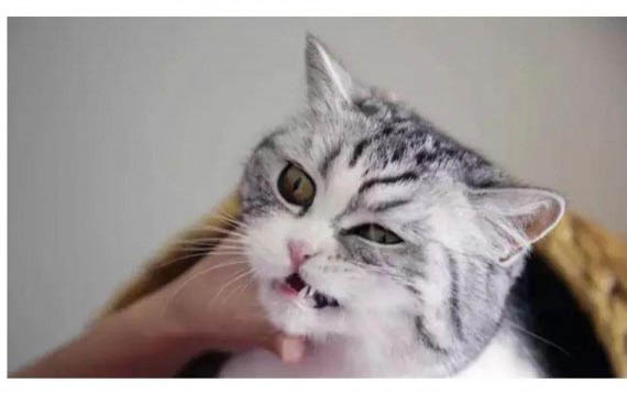 请问猫咪呕吐的原因及处理方法?