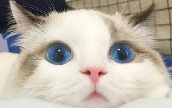 小猫指甲多久剪一次