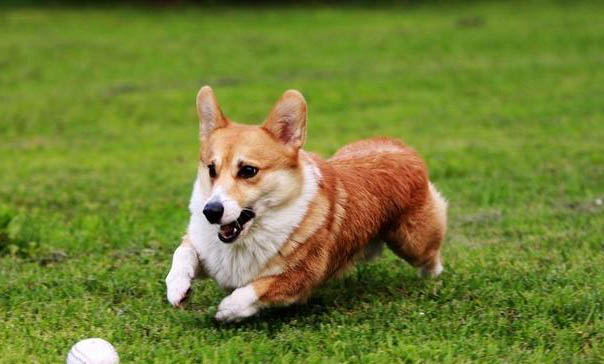 柯基犬打它能听话吗