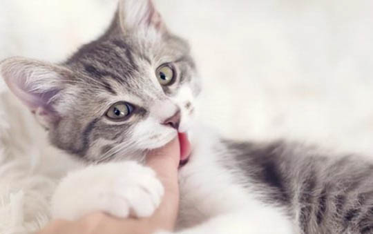 两个月大的小猫可以吃虾仁吗
