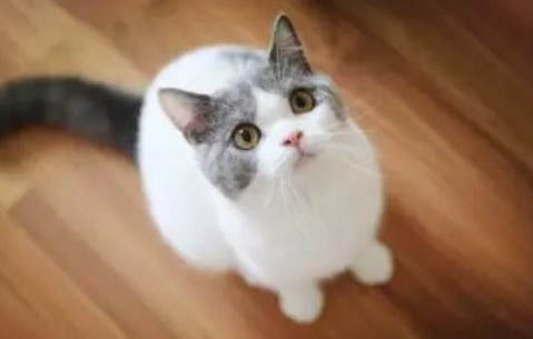 猫咪时不时打喷嚏一只眼睛流泪是咋回事