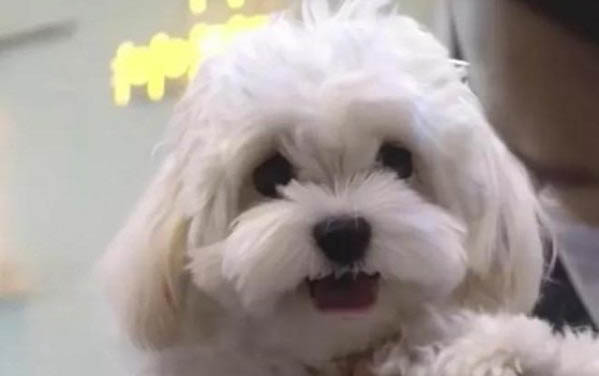 狗狗聪明排行榜?