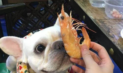 狗狗什么时候大小便