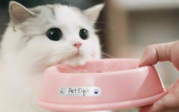 刚抱回来的猫晚上要叫几天
