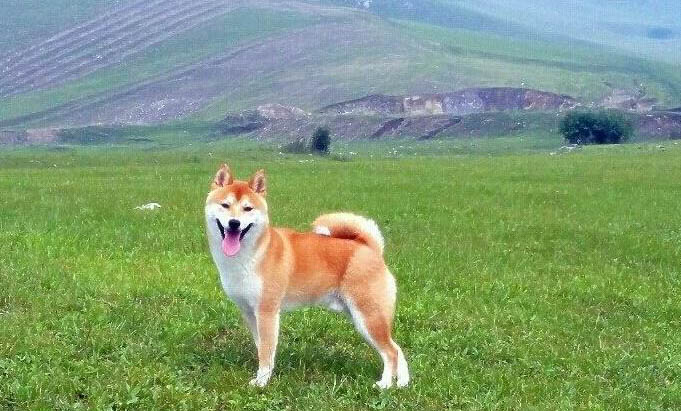 日本柴犬狗粮怎么选