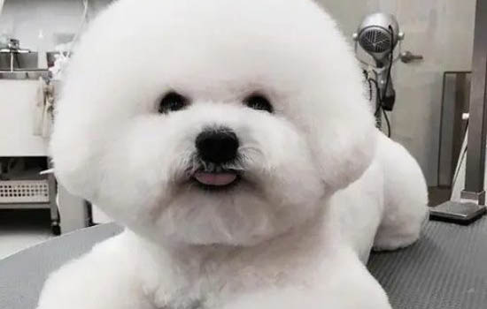 狗长期呕吐有哪些原因?