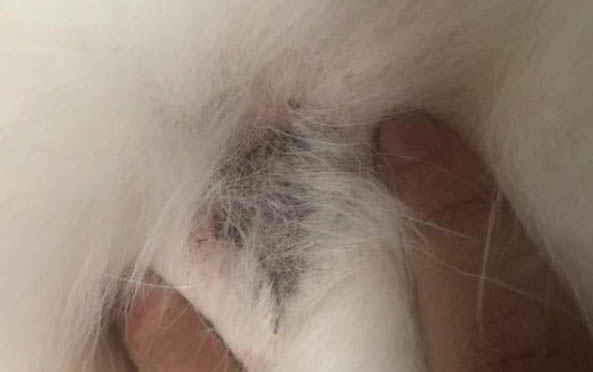 狗狗拉稀吃人用的药可以吗