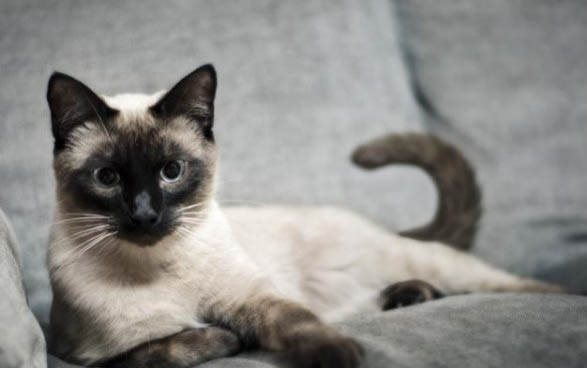 小猫消化不良呕吐怎么办