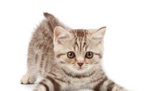 猫猫淋巴结肿大可能是传腹膜炎怎么办