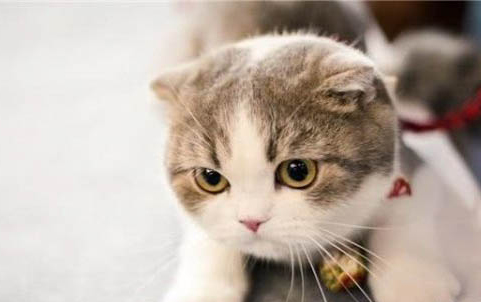 小猫的脐带剪了不绑行吗?