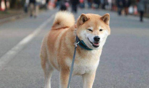 如何挑选黄色柴犬狗粮呢