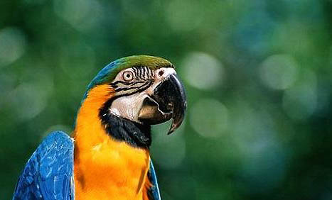 圣文生亚马逊鹦鹉多少钱一只