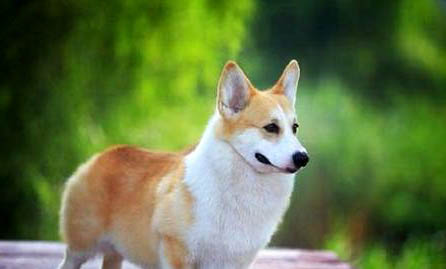 棉花面纱犬哪里有卖