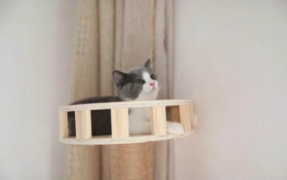百合对猫有毒吗?